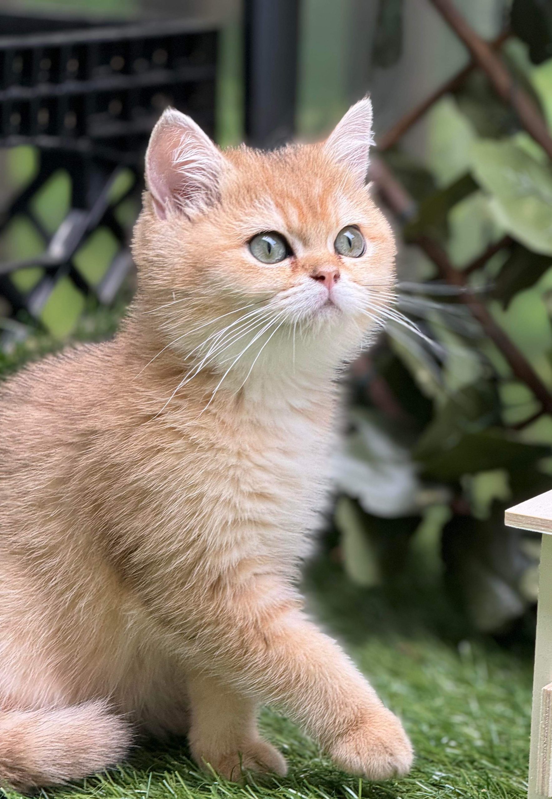 british shorthair kitten for sale