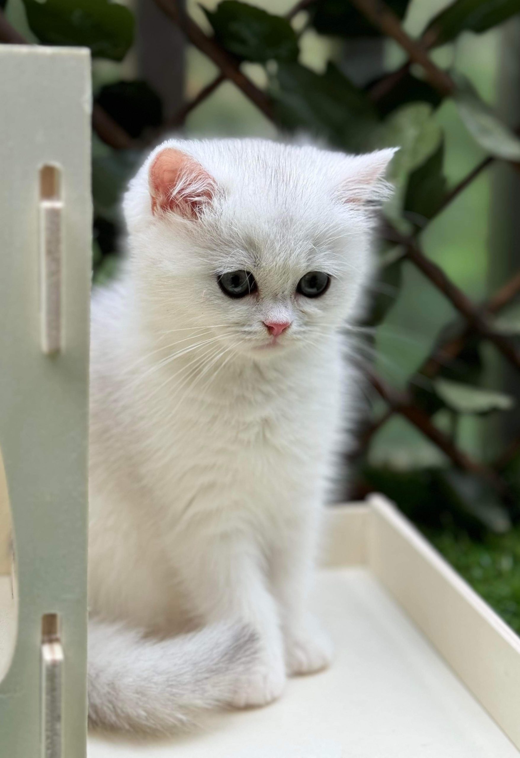 cute kitten for sale