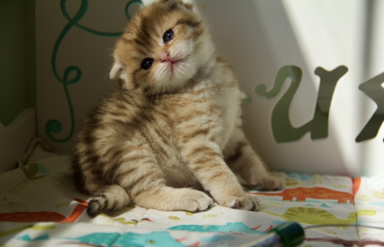 luxury kittens for sale