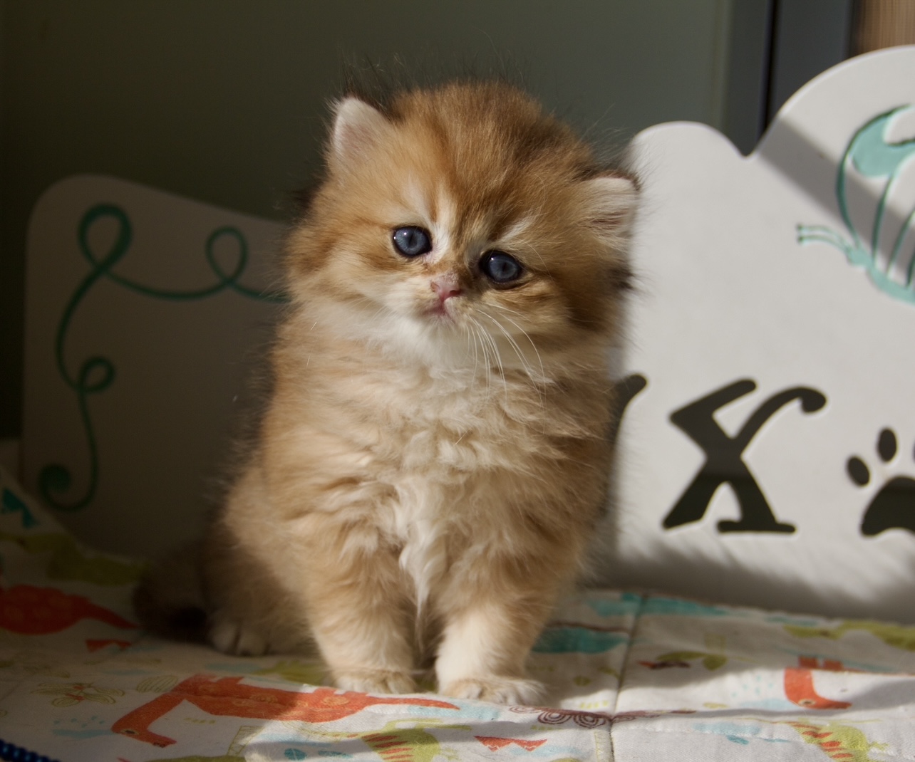 buy cute kitten near me
