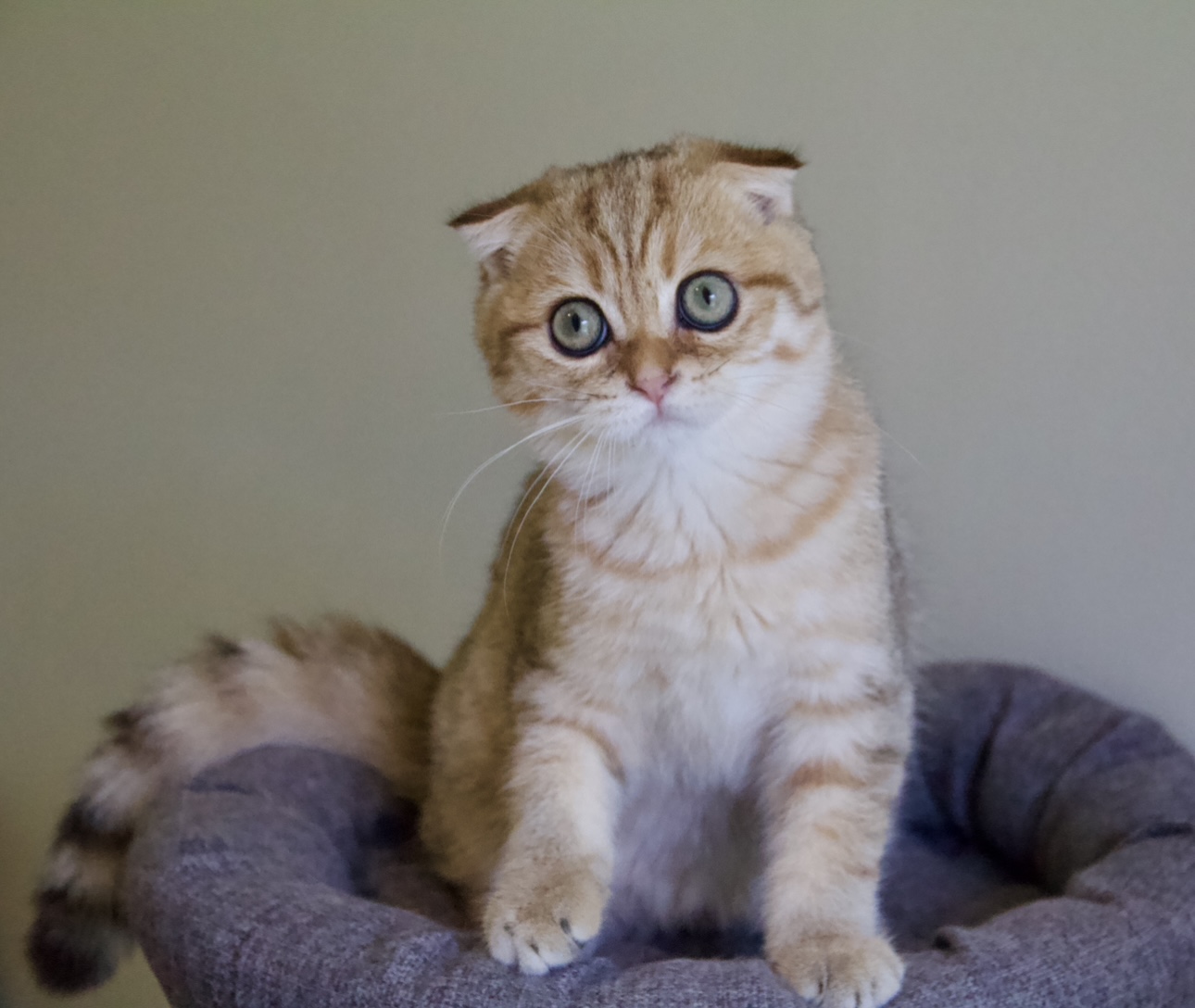 scottish fold kitten