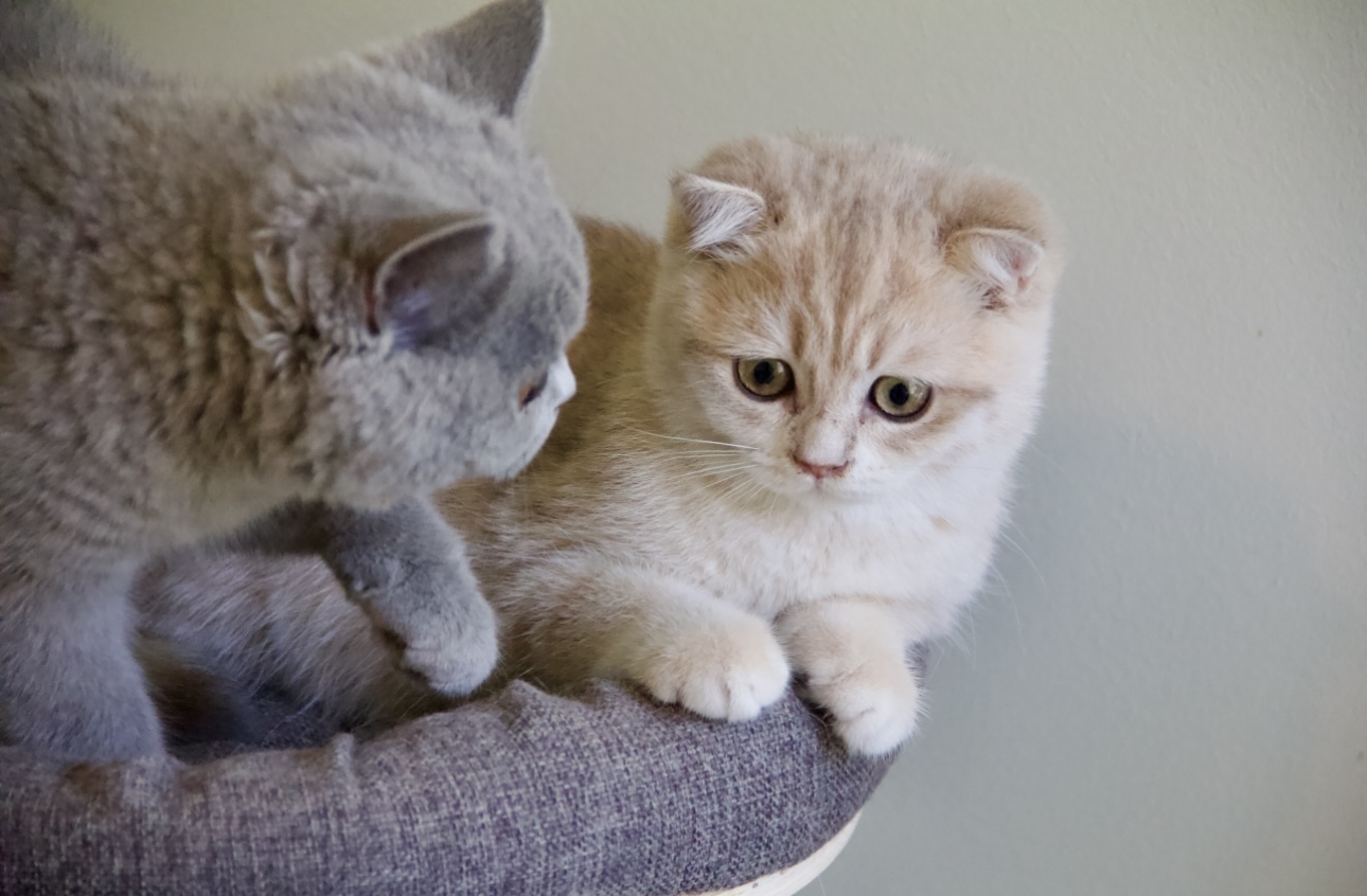 scottish fold cats