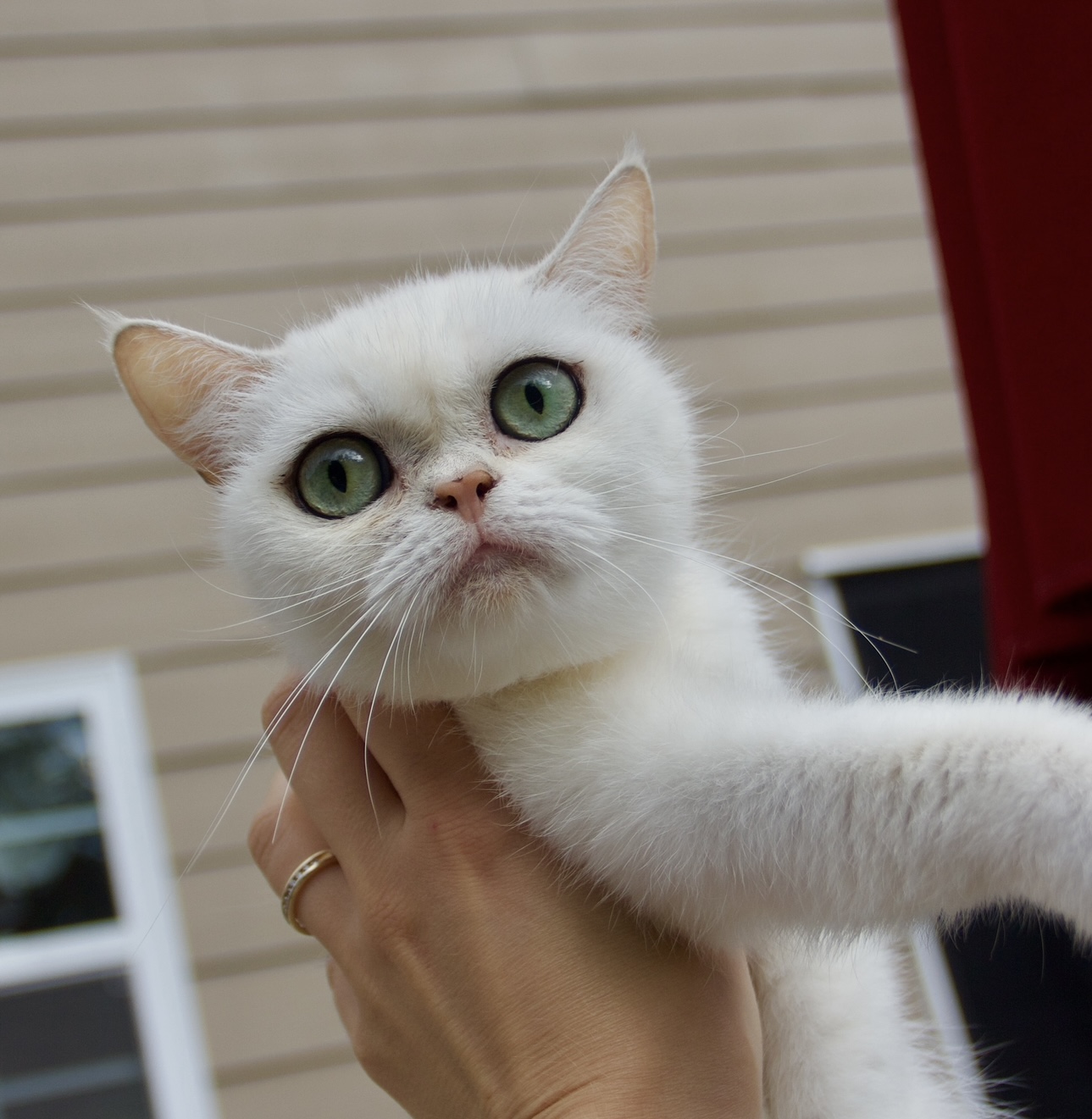 british shorthair