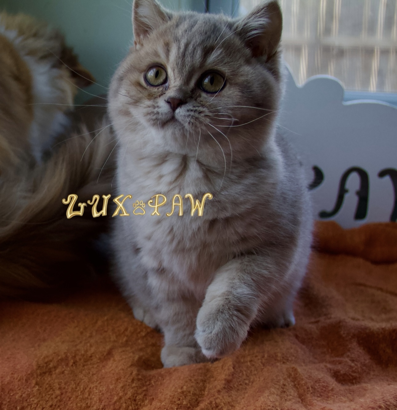 british shorthair kiten