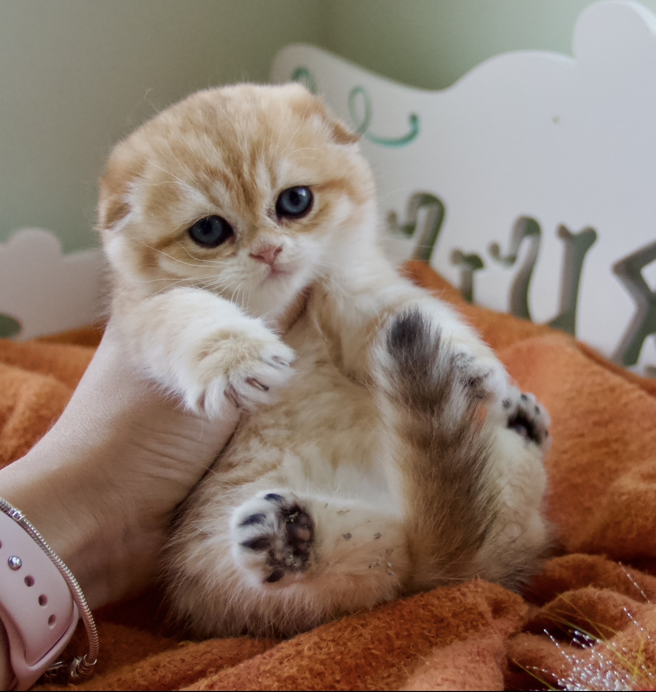 scottish fold