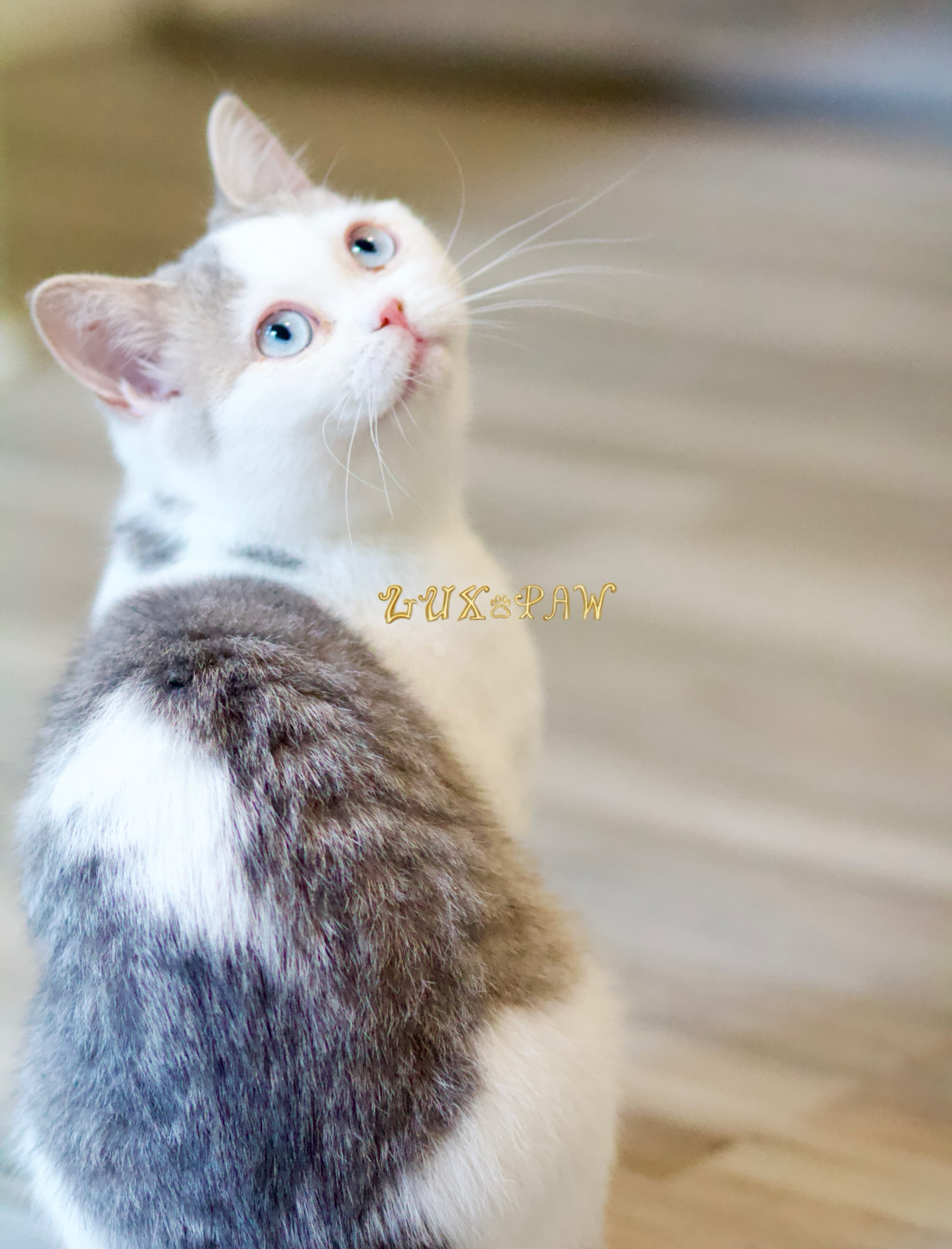 greenville kittens