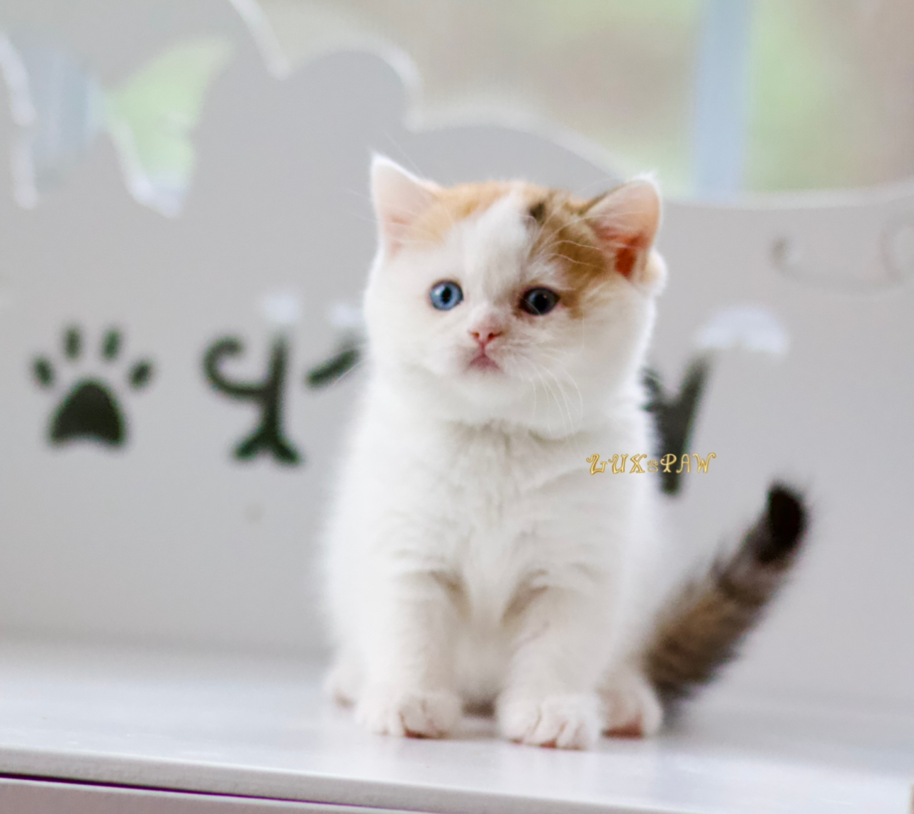 charlotte kittens