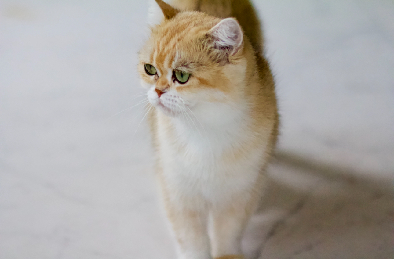 greenville british cat