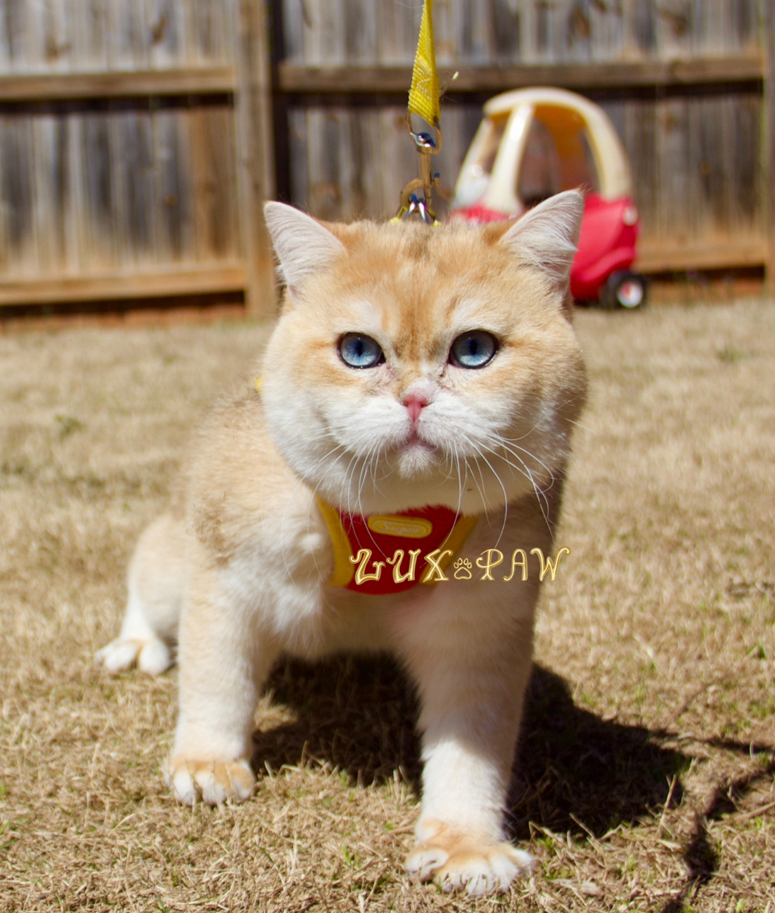 atlanta kittens