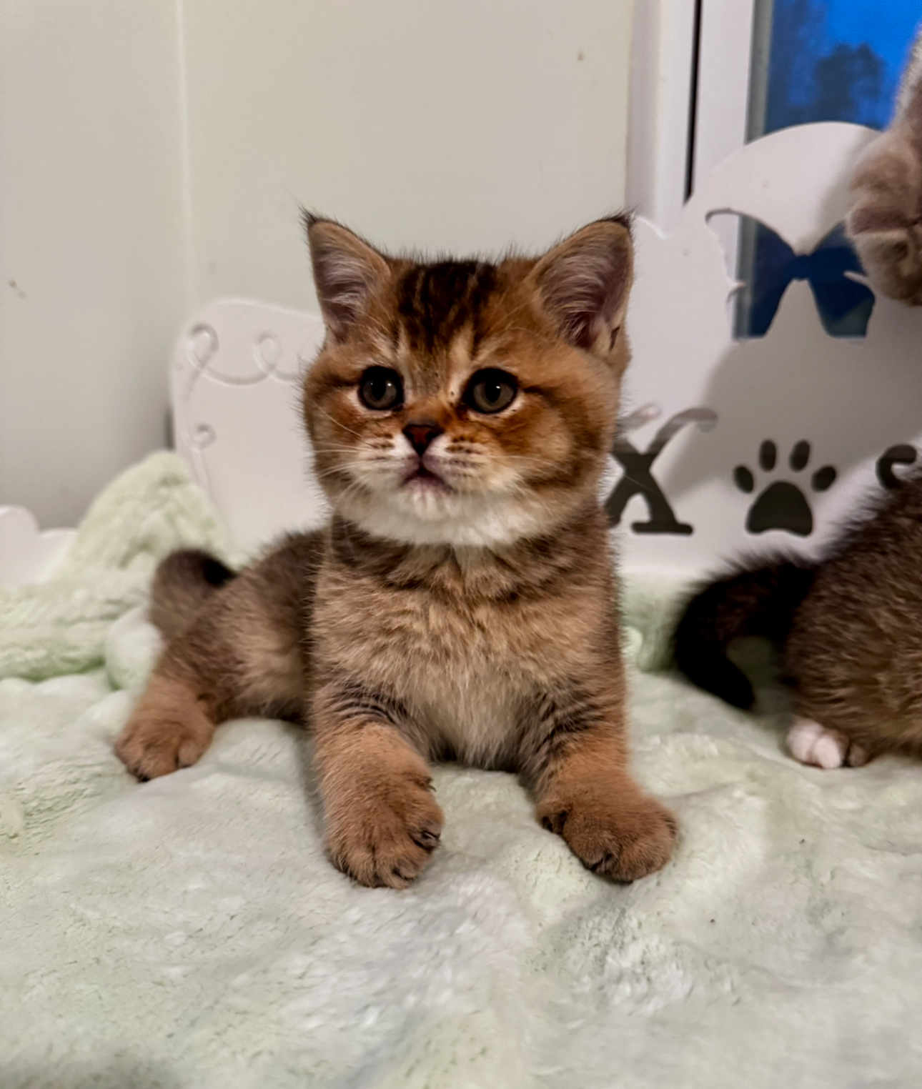 kittens for sale near me