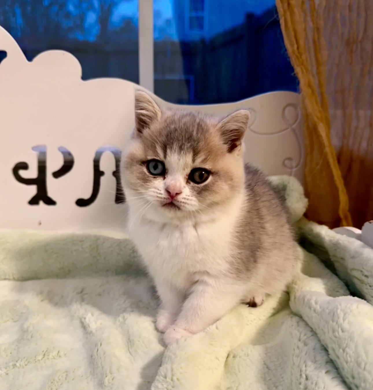 kittens for sale near me