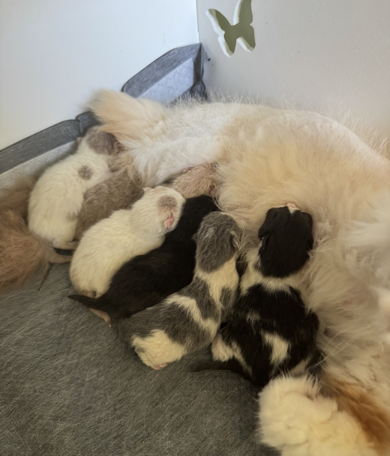 british shorthair kittens
