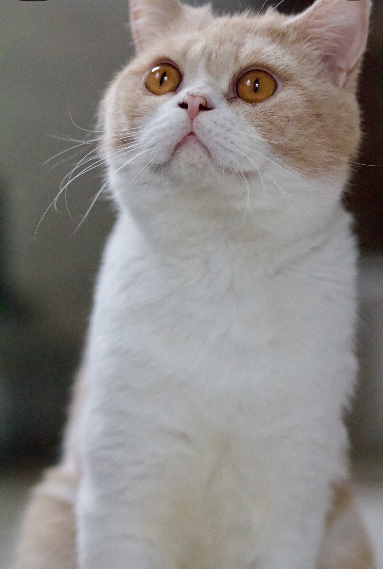 british retired cat