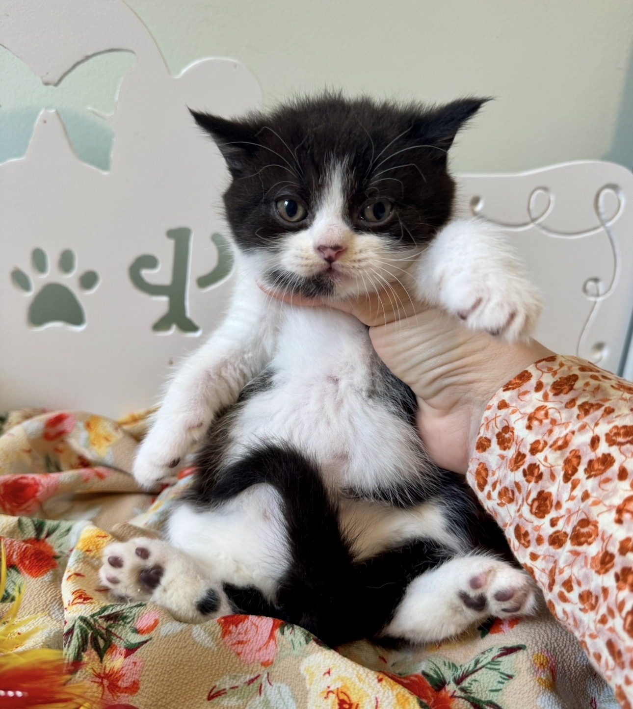 kittens near me