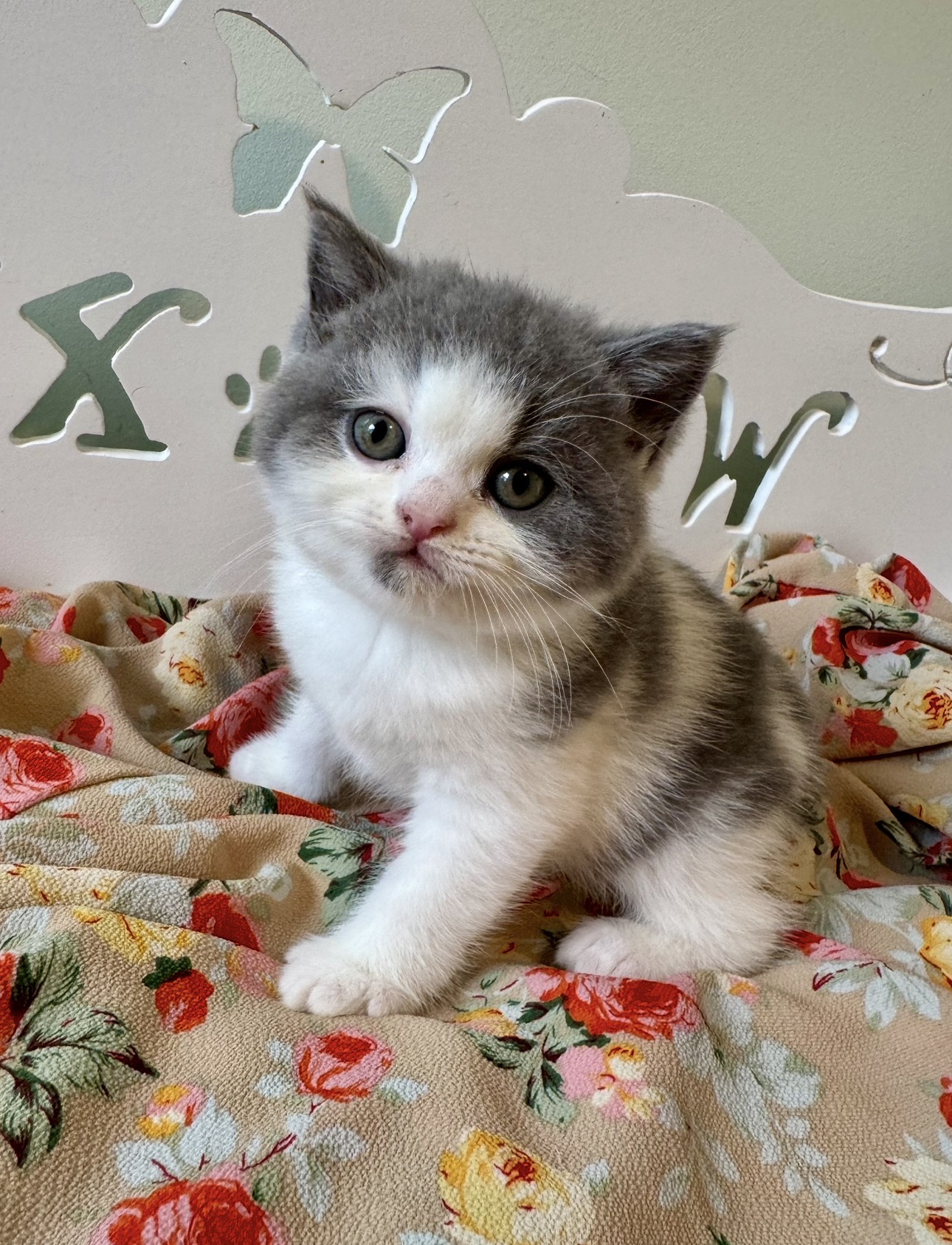 greenville kittens
