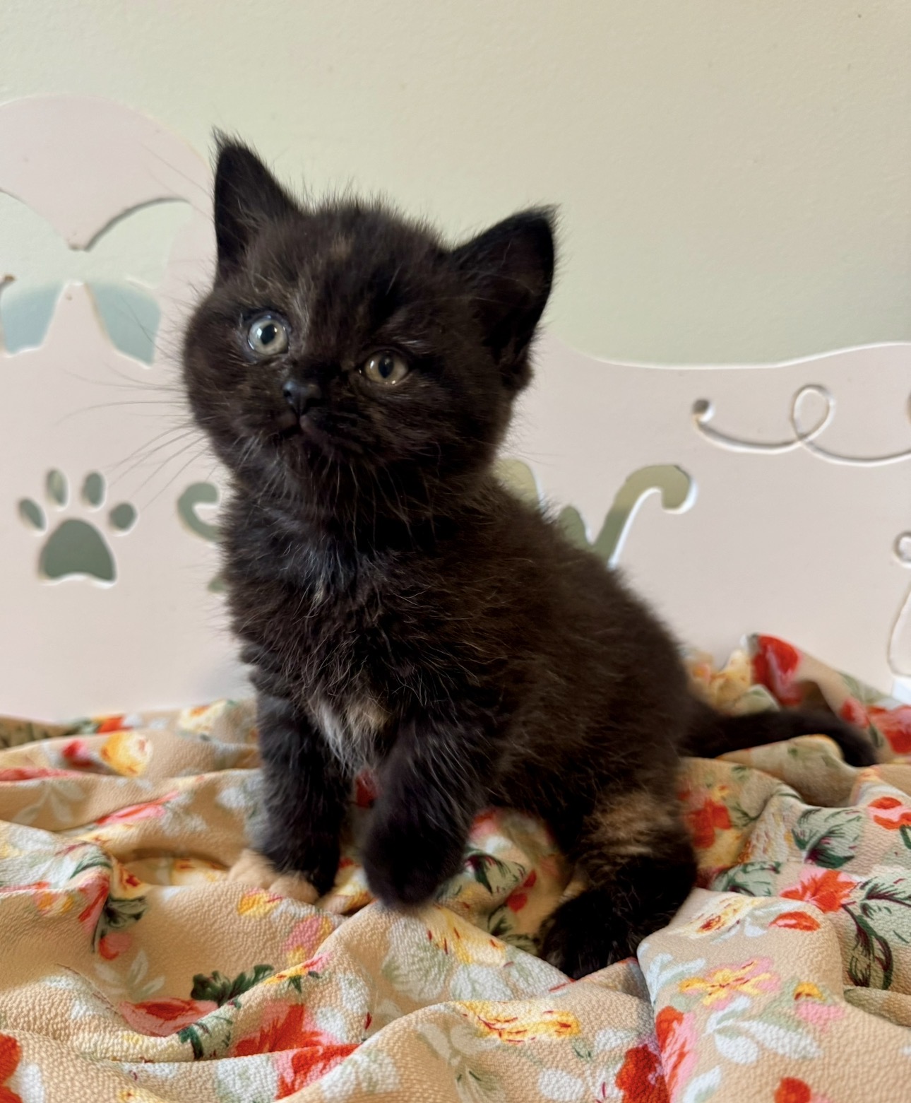 kitten in greenville