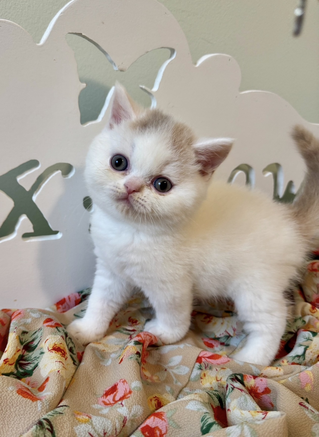 white british for sale