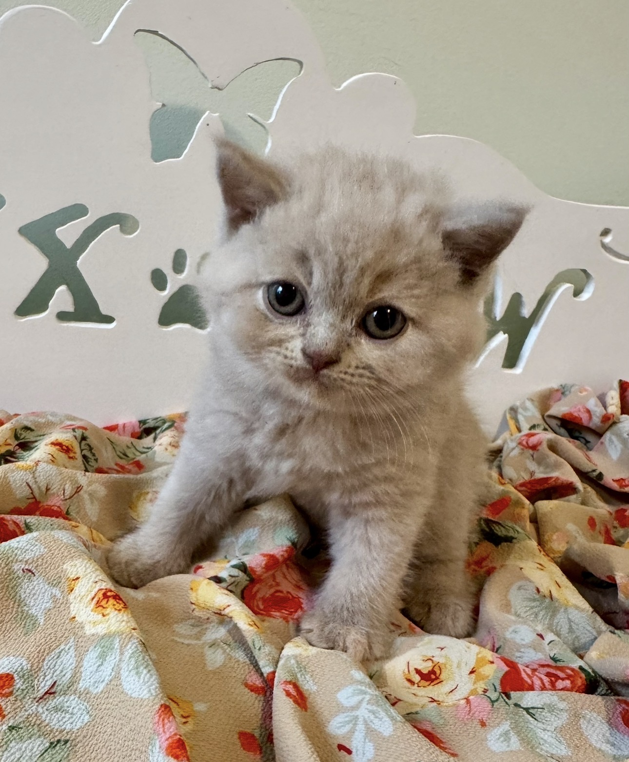 greenville kittens